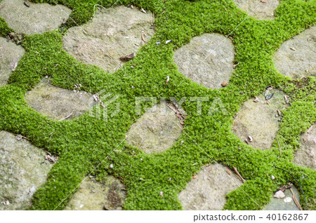 moss on  cobblestone pavement   40162867