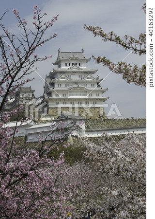 Himeji Castle Cherry Blossom 40163292