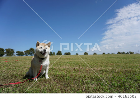 Shiba Inu playing ball in the meadow Shiba Inu playing ball in the meadow 40163502