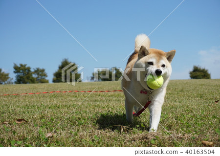 Shiba Inu在草地上打球 Shiba Inu在草地上打球 40163504
