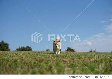 Shiba Inu在草地上打球 Shiba Inu在草地上打球 40163506