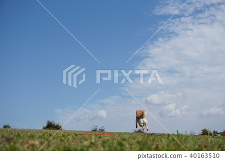 Shiba Inu在草地上打球 40163510