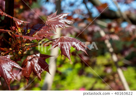 red maple leaves against green background red maple leaves against green background 40163622