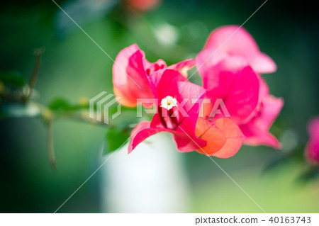 花朵 40163743