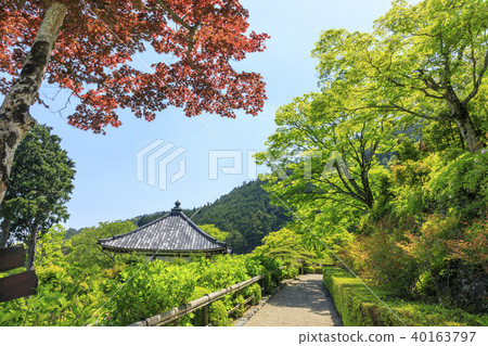 Zenjinji Fresh green azalea 40163797