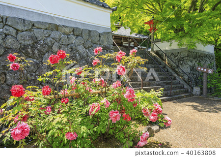 Zenjinji Fresh green azalea 40163808