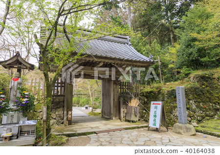 Kongorinji Temple cherry blossom fresh green Kongorinji Temple cherry blossom fresh green 40164038