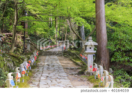 Kongorinji Temple cherry blossom fresh green Kongorinji Temple cherry blossom fresh green 40164039