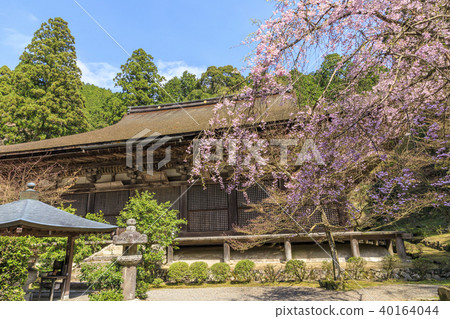 Kongorinji Temple cherry blossom fresh green 40164044