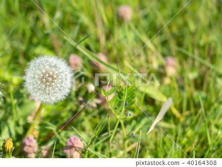蒲公英絨毛 蒲公英絨毛 40164308
