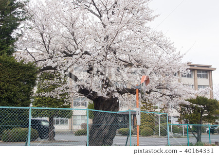 Cherry blossoms in front of Nagano Prefecture Iwamura high school 40164331