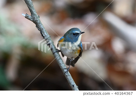 Wild bird at Yakushi-ike park 40164367