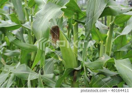 corn corn 40164411