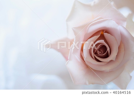 Clear rose 40164516