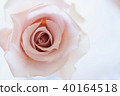 Clear rose 40164518