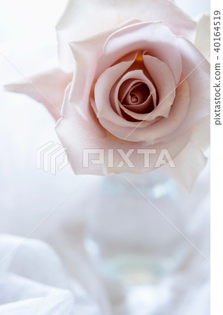 清除玫瑰 40164519