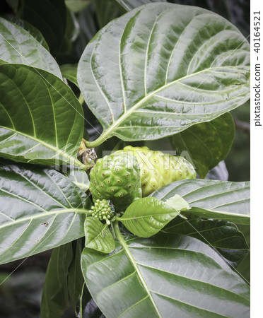 Yaeyama Aoki（noni）水果和葡萄 40164521