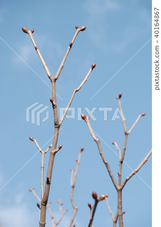 Spring branches with new buds Spring branches with new buds 40164867