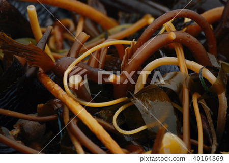 Brown ocean seaweed abstract background Brown ocean seaweed abstract background 40164869