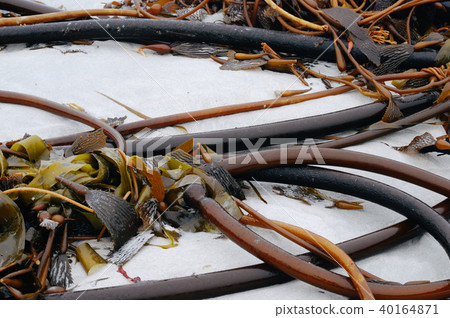 Bull whip kelp on white sand 40164871