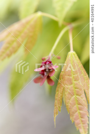 Maple flower species 40164991