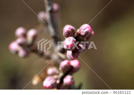 Genhira Saki is also a sweet potato 40165122