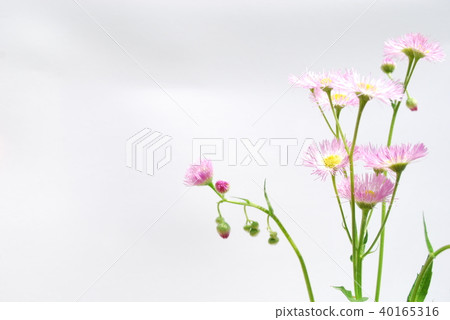 Harujion Harujion 40165316