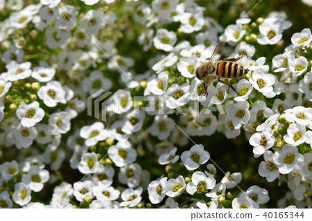 Alyssum and Bee Flower Festa 風車公園 長島町 和泉市 鹿兒島縣 Alyssum and Bee Flower Festa 風車公園 長島町 和泉市 鹿兒島縣 40165344