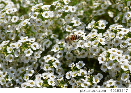 Alyssum and Bee Flower Festa 風車公園 長島町 和泉市 鹿兒島縣 Alyssum and Bee Flower Festa 風車公園 長島町 和泉市 鹿兒島縣 40165347
