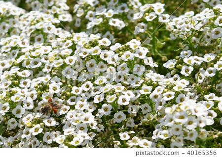 Alyssum and Bee Flower Festa 風車公園 長島町 和泉市 鹿兒島縣 Alyssum and Bee Flower Festa 風車公園 長島町 和泉市 鹿兒島縣 40165356