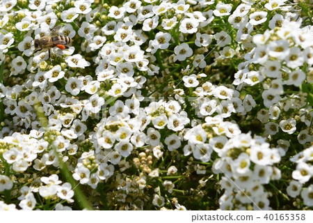 Alyssum and Bee Flower Festa 風車公園 長島町 和泉市 鹿兒島縣 Alyssum and Bee Flower Festa 風車公園 長島町 和泉市 鹿兒島縣 40165358