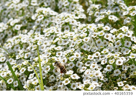 Alyssum and Bee Flower Festa 風車公園 長島町 和泉市 鹿兒島縣 Alyssum and Bee Flower Festa 風車公園 長島町 和泉市 鹿兒島縣 40165359