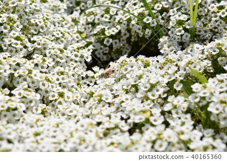 Alyssum and Bee Flower Festa 風車公園 長島町 和泉市 鹿兒島縣 Alyssum and Bee Flower Festa 風車公園 長島町 和泉市 鹿兒島縣 40165360