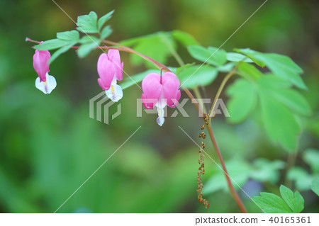 Dicentra,Jasmine,Spring Dicentra,Jasmine,Spring 40165361