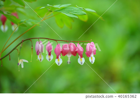 Dicentra, Jasmine, Spring 40165362