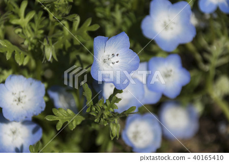 Nemophila Kuju Flower Park 40165410