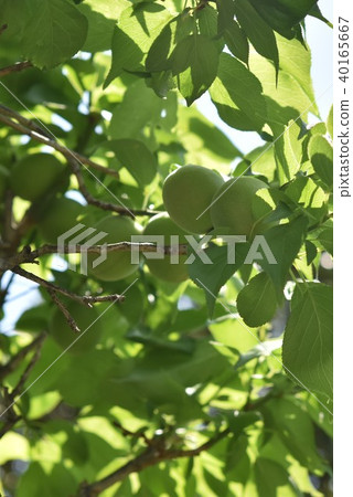梅青梅 南高梅 阿久根市 鹿兒島縣 梅青梅 南高梅 阿久根市 鹿兒島縣 40165667