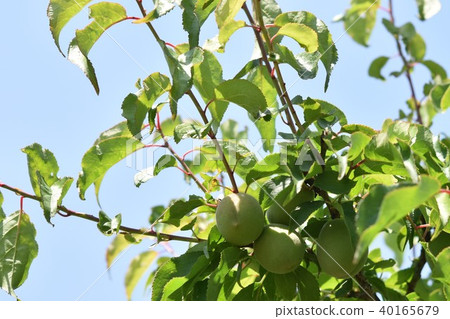 Ume Ome Minamitakaume Akune City Kagoshima Prefecture Ume Ome Minamitakaume Akune City Kagoshima Prefecture 40165679