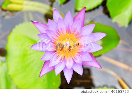 Purple lotus 40165733