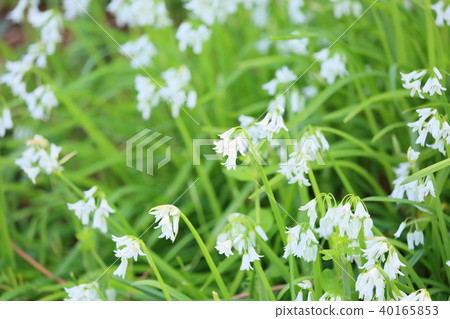 西拉的花 40165853