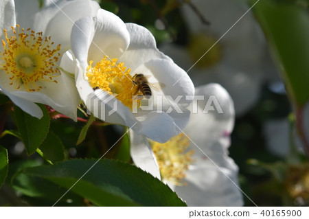 Japanese honey bee and white rose flower (whitening image + power of bee) rose rose Bee Honey bee skin beautiful whitening Japanese honey bee and white rose flower (whitening image + power of bee) rose rose Bee Honey bee skin beautiful whitening 40165900
