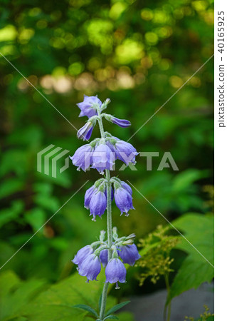 A pale blue-purple is a beautiful shirageshajin 40165925