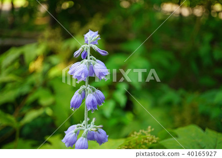 A pale blue-purple is a beautiful shirageshajin 40165927