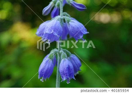 A pale blue-purple is a beautiful shirageshajin 40165934