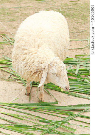 White sheep happy is eating grass White sheep happy is eating grass 40166002