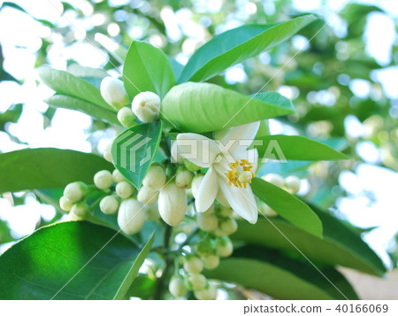 Flowers of Yu Shuo Flowers of Yu Shuo 40166069