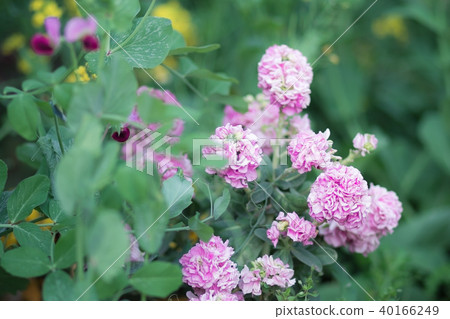 雙花股票 40166249