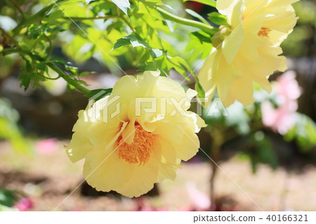 按鈕花 按鈕花 40166321