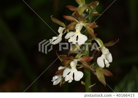 Nature Plants Ewine, orchid blooming in spring. It is said that long ago "Ebine Boom" was overfished here and there Nature Plants Ewine, orchid blooming in spring. It is said that long ago "Ebine Boom" was overfished here and there 40166415