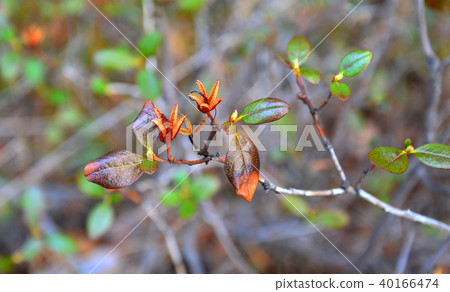 A branch of Rosemary in the spring. A branch of Rosemary in the spring. 40166474